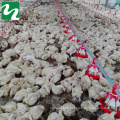 Cheap Price Customized automatic broilers drinking and feeding system